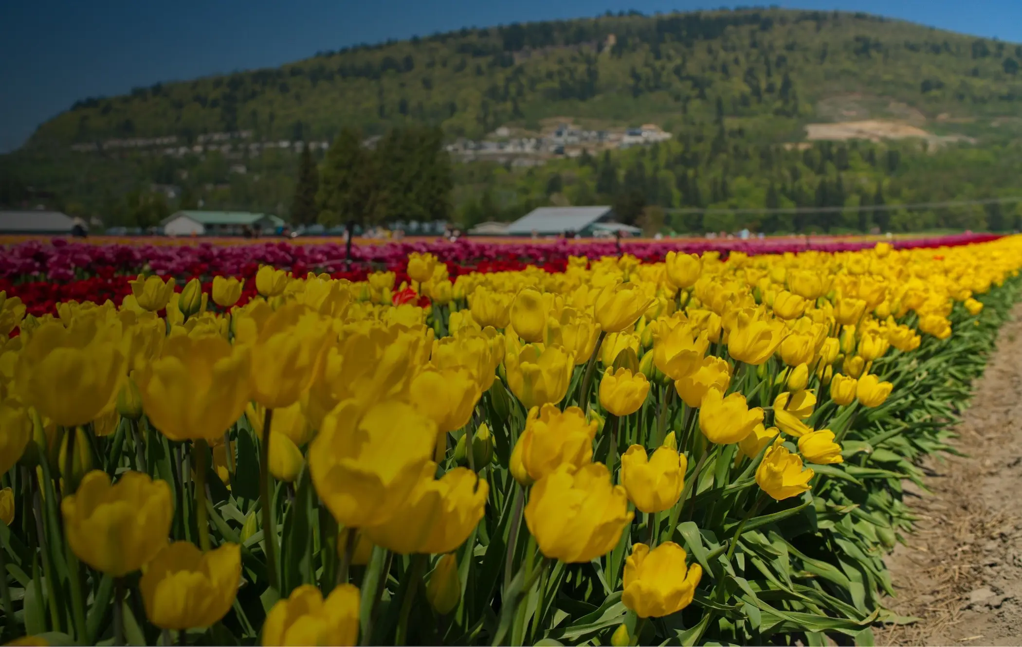 Tulip field in Abbotsford, BC