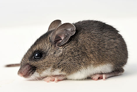 Hazards of rodents in self storage lockers and mini storage